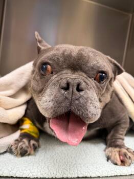 Blossom -  French Bulldog and English Bulldog Dog for Adoption in Eugene, Oregon - Blossom | PetCurious