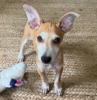 Fruity Pebbles -  Chihuahua Dog for Adoption in Austin, Texas - Fruity Pebbles | PetCurious