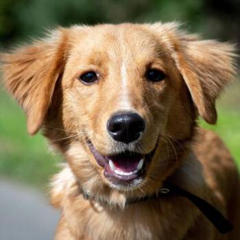 Bina -  Golden Retriever and Spaniel Dog for Adoption in Morristown, New Jersey - Bina | PetCurious
