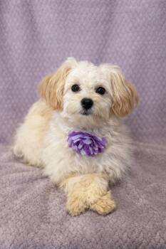 Maltese and Shih Tzu Dogs Available for Adoption - Dandy | PetCurious