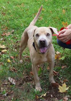 Rescue Terrier Dogs for Adoption in Harrison, New York - Ocean | PetCurious