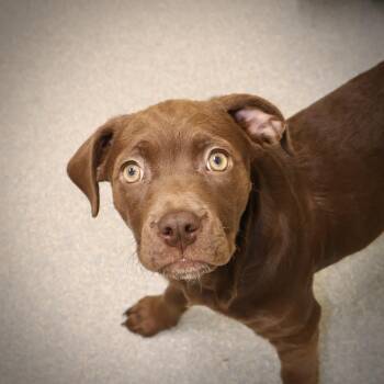 Rescue Chocolate Labrador Retriever and Hound Dogs for Adoption in Briarcliff Manor, New York - A Hershey **available At Offsite Adoption Event On Sunday, 11/23 | PetCurious