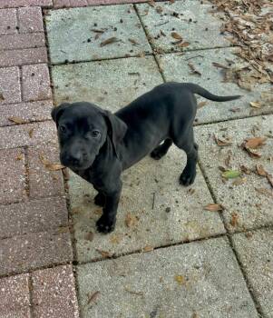 Catahoula Leopard Dog Dogs Available for Adoption - Penzey | PetCurious
