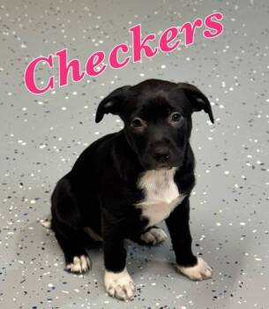 Labrador Retriever and Pointer Dogs Available for Adoption - Checkers | PetCurious