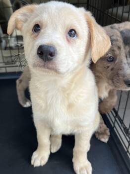 Rescue Australian Shepherd and Mixed Breed Dogs for Adoption in Gilbert, South Carolina - Biscuit | PetCurious