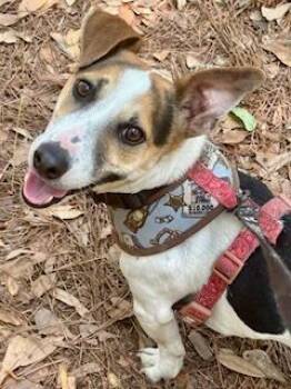 Jack Russell Terrier Dogs Available for Adoption in Ladson, South Carolina - Chester | PetCurious