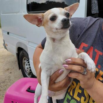 Isabelle 4257 -  Chihuahua Dog for Adoption in Loxahatchee Groves, Florida - Isabelle 4257 | PetCurious