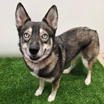 Husky and Mixed Breed Dogs Available for Adoption in Columbia, Missouri - Clover | PetCurious