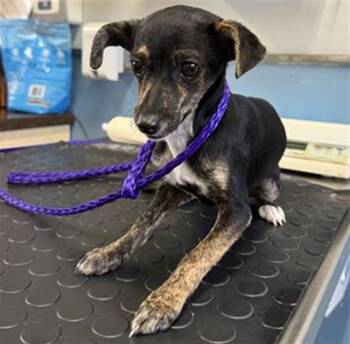 Chihuahua and Mixed Breed Dogs Available for Adoption in Camarillo, California - A880362 | PetCurious