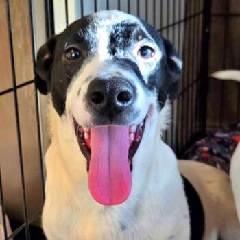 Rescue Dachshund and Labrador Retriever Dogs for Adoption in Morton Grove, Illinois - Domino | PetCurious