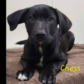 Chess -  Mixed Breed Dog for Adoption in Groveland, Massachusetts - Chess | PetCurious