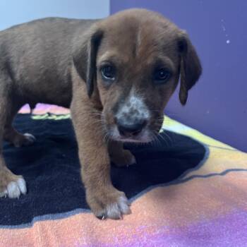 Mixed Breed Dogs Available for Adoption - Adam | PetCurious