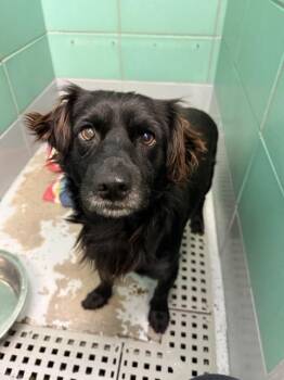 Flat Coated Retriever Dogs Available for Adoption - Samson | PetCurious