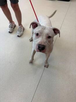 Penny -  Pit Bull Terrier and Mixed Breed Dog for Adoption in Baraboo, Wisconsin - Penny | PetCurious