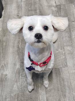 Aurea -  Shih Tzu Dog for Adoption in Ellijay, Georgia - Aurea | PetCurious