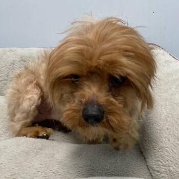 Yorkshire Terrier and Mixed Breed Dogs Available for Adoption - Optimus Prime | PetCurious