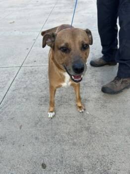 Rescue Terrier and Mixed Breed Dogs for Adoption in Fort Worth, Texas - 59554471 | PetCurious