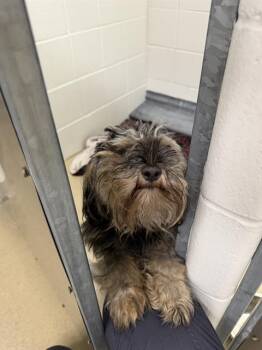 LOVEY -  Yorkshire Terrier and Mixed Breed Dog for Adoption in Omaha, Nebraska - LOVEY | PetCurious