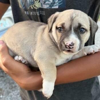 Mixed Breed Dogs Available for Adoption in Sarasota, Florida - Sprout | PetCurious