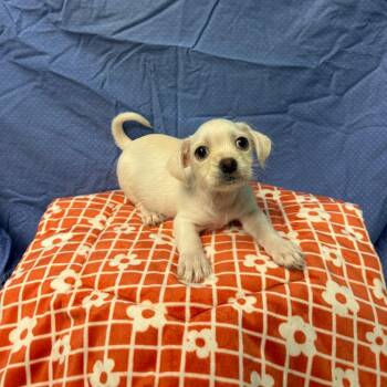 Terrier Dogs Available for Adoption in Fresno, California - Luke | PetCurious