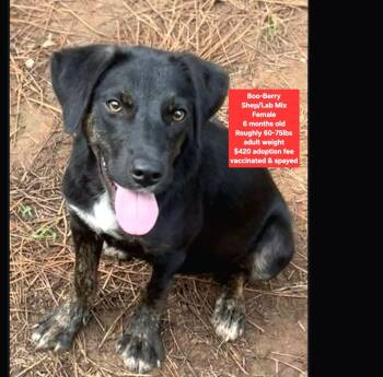 Boo-Berry -  Shepherd and Labrador Retriever Dog for Adoption in Oviedo, Florida - Boo-Berry | PetCurious