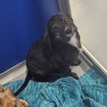 Nala Jr -  Hound Dog for Adoption in Kalamazoo, Michigan - Nala Jr | PetCurious
