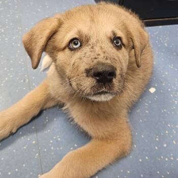 George (Ferdinand) -  Great Dane and Great Pyrenees Dog for Adoption in Watertown, New York - George (Ferdinand) | PetCurious