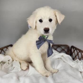 Great Pyrenees Dogs Available for Adoption in Fort Wayne, Indiana - Stay Puft Marshmallow Man | PetCurious