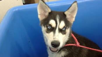 ORION -  Mixed Breed Dog for Adoption in Dallas, Texas - ORION | PetCurious