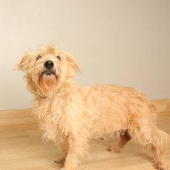 Babydoll D71192 -  Wheaten Terrier and Mixed Breed Dog for Adoption in Minnetonka, Minnesota - Babydoll D71192 | PetCurious