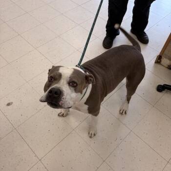 Ravioli Ravioli -  Mixed Breed Dog for Adoption in Davenport, Iowa - Ravioli Ravioli | PetCurious