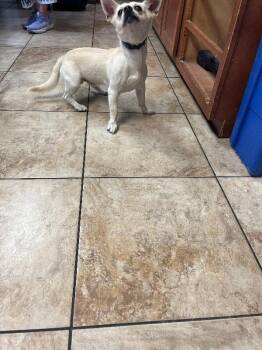 Mountain -  Mixed Breed Dog for Adoption in Cincinnati, Ohio - Mountain | PetCurious