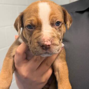 American Bulldog Dogs Available for Adoption in Tarboro, North Carolina - 26-228 Derek | PetCurious