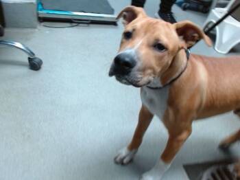 Rescue Pit Bull Terrier and Mixed Breed Dogs for Adoption in Albuquerque, New Mexico - SCRAPPY | PetCurious