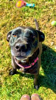 Rescue Terrier Dogs for Adoption - Gypsy | PetCurious