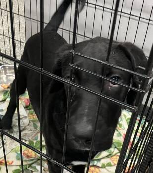 Paul -  English Pointer and Labrador Retriever Dog for Adoption in Parma, Ohio - Paul | PetCurious