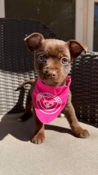 Toffee -  Yorkshire Terrier and Mixed Breed Dog for Adoption in Rock Hill, South Carolina - Toffee | PetCurious