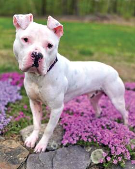 Rescue Pit Bull Terrier and American Staffordshire Terrier Dogs for Adoption in Westminster, Massachusetts - Milkshake | PetCurious