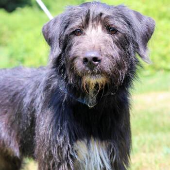 Poodle and Australian Cattle Dog Blue Heeler Dogs Available for Adoption - CT Maple | PetCurious