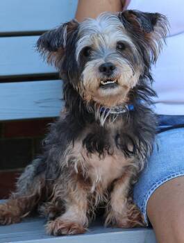 Leo -  Yorkshire Terrier Dog for Adoption in Harrison, New York - Leo | PetCurious