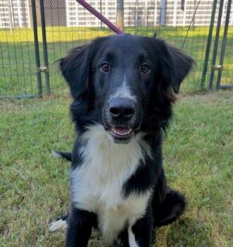 Austin -  Border Collie Dog for Adoption in Washington, District Of Columbia - Austin | PetCurious