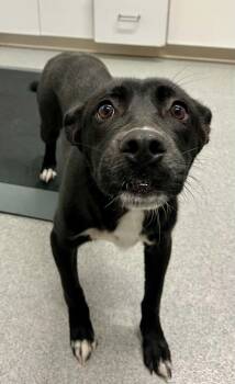 Jilly -  Mixed Breed Dog for Adoption in Moundsville, West Virginia - Jilly | PetCurious