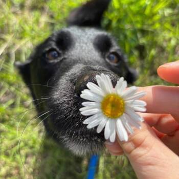 Bear -  Labrador Retriever Dog for Adoption in Bethel, Connecticut - Bear | PetCurious