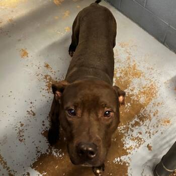 Rescue Mixed Breed Dogs for Adoption in Gadsden, Alabama - ELM 10 | PetCurious