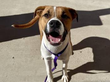 Pit Bull Terrier and Mixed Breed Dogs Available for Adoption - MAISIE | PetCurious