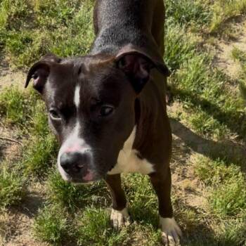 Terrier Dogs Available for Adoption in Bloomfield, Connecticut - Smooch | PetCurious