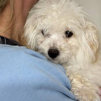 Poodle Dogs Available for Adoption - Nash | PetCurious