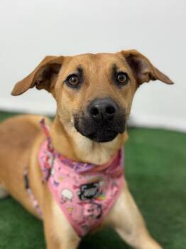 Labrador Retriever and Rhodesian Ridgeback Dogs Available for Adoption - Stacy | PetCurious