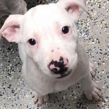Rambo -  Terrier Dog for Adoption in Ferndale, Michigan - Rambo | PetCurious