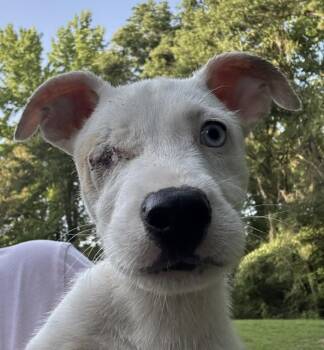 Cerenia -  Husky Dog for Adoption in Watertown, Connecticut - Cerenia | PetCurious